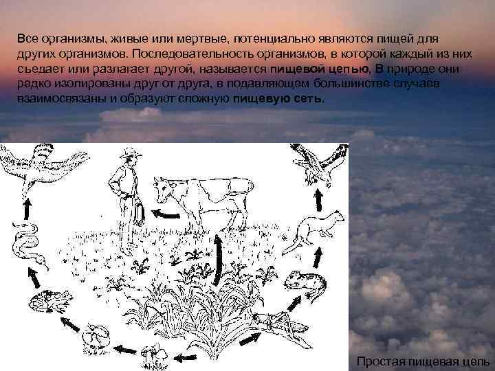 ПОТОКИ ЭНЕРГИИ КРУГОВОРОТА ВЕЩЕСТВ В ЭКОСИИТЕМАХ. Все организмы, живые или мертвые, потенциально являются пищей