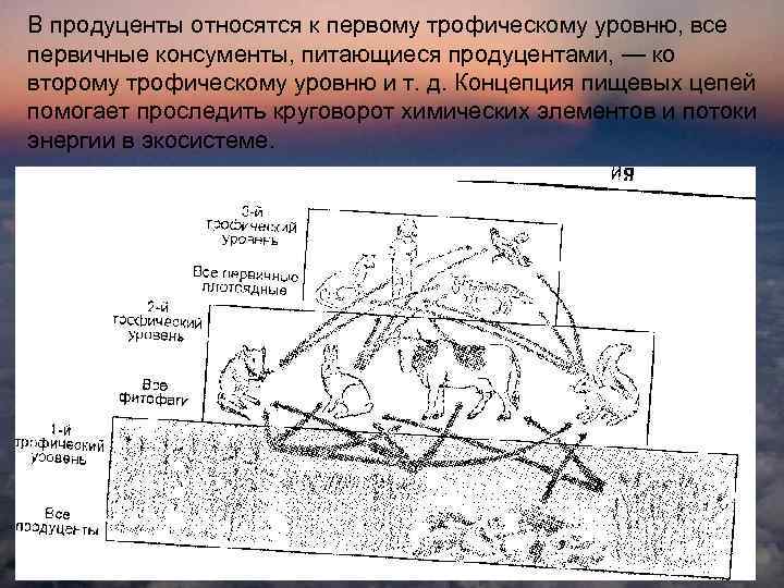 В продуценты относятся к первому трофическому уровню, все первичные консументы, питающиеся продуцентами, — ко