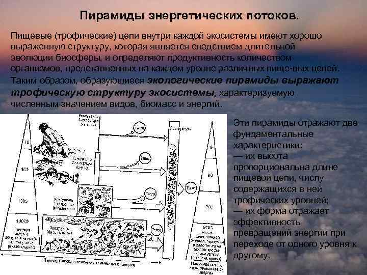 Пирамиды энергетических потоков. Пищевые (трофические) цепи внутри каждой экосистемы имеют хорошо выраженную структуру, которая