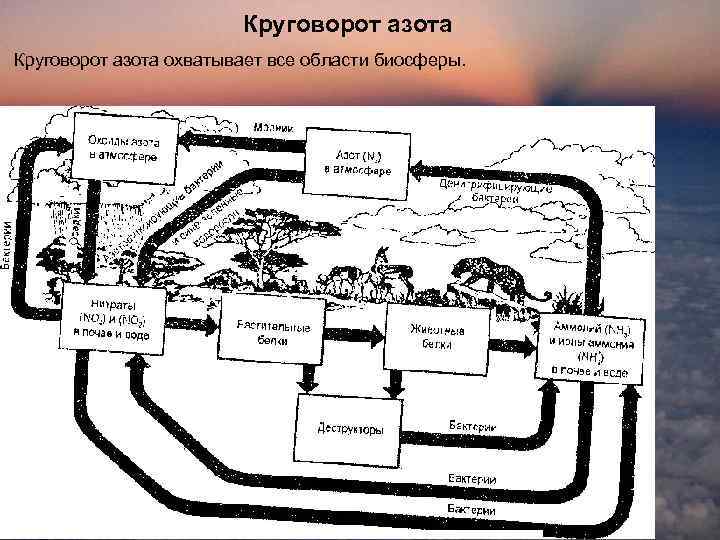 Круговорот азота охватывает все области биосферы. 