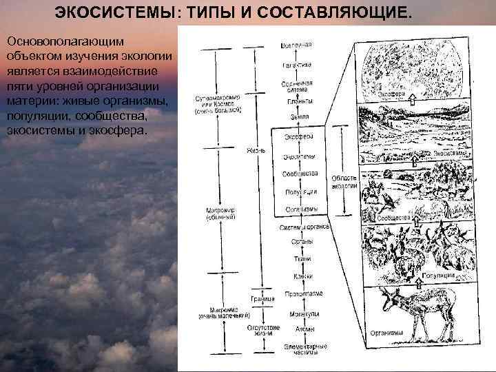 ЭКОСИСТЕМЫ: ТИПЫ И СОСТАВЛЯЮЩИЕ. Основополагающим объектом изучения экологии является взаимодействие пяти уровней организации материи: