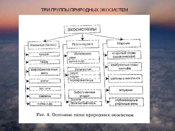 ТРИ ГРУППЫ ПРИРОДНЫХ ЭКОСИСТЕМ 