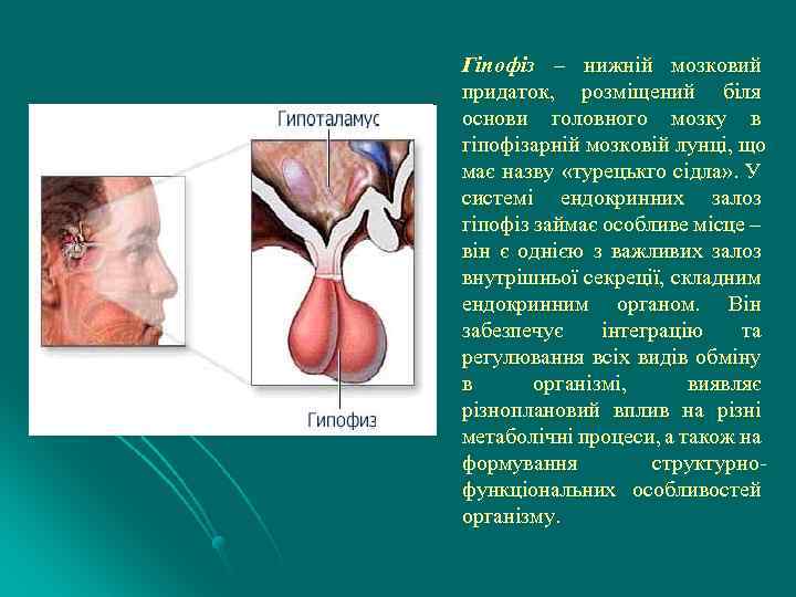 Гiпофiз – нижнiй мозковий придаток, розмiщений бiля основи головного мозку в гiпофiзарнiй мозковiй лунцi,