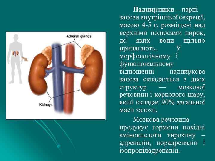 Наднирники – парні залози внутрішньої секреції, масою 4 -5 г, розмiщенi над верхніми полюсами