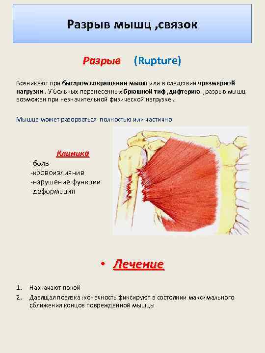 Признаки мышц