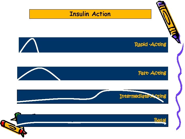 Insulin Action Rapid -Acting Fast- Acting Intermediate-Acting Basal 