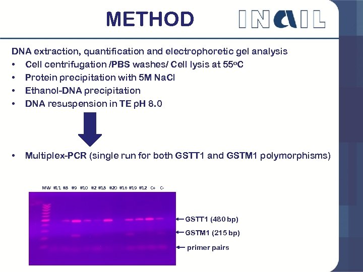 METHOD DNA extraction, quantification and electrophoretic gel analysis • Cell centrifugation /PBS washes/ Cell