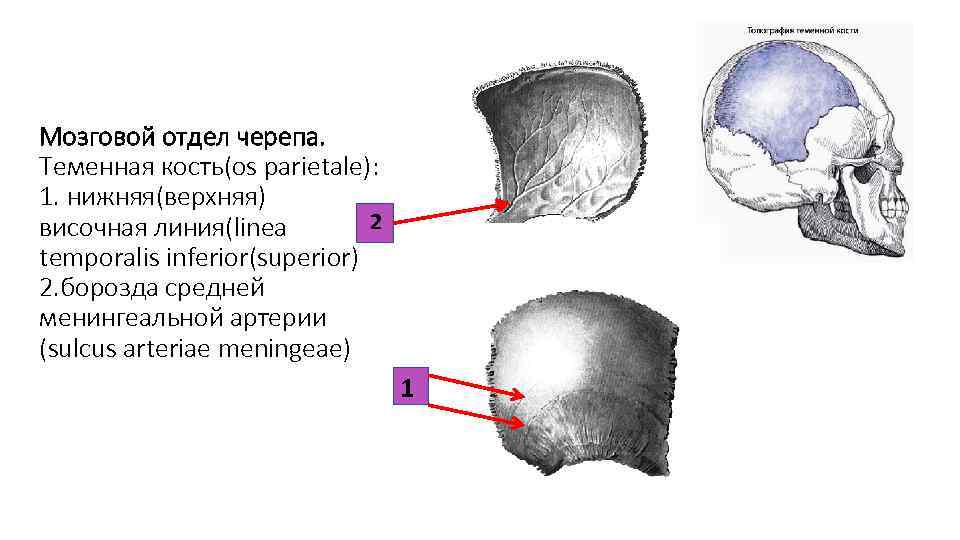 Теменная кость черепа. Теменная кость отдел. Теменная кость мозговой отдел. Мозговой отдел черепа теменная кость. Нижняя височная линия на теменной кости расположена на.