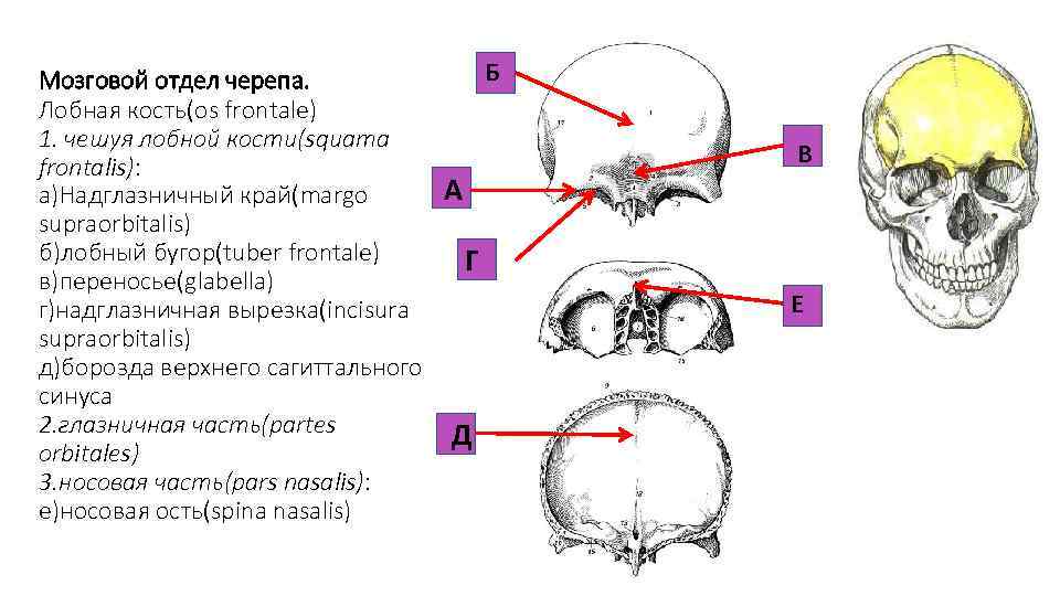 Б Мозговой отдел черепа. Лобная кость(os frontale) 1. чешуя лобной кости(squama frontalis): А а)Надглазничный