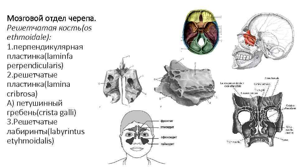 Мозговой отдел черепа. Решетчатая кость(os ethmoidale): 1. перпендикулярная пластинка(laminfa perpendicularis) 2. решетчатые пластинка(lamina cribrosa)