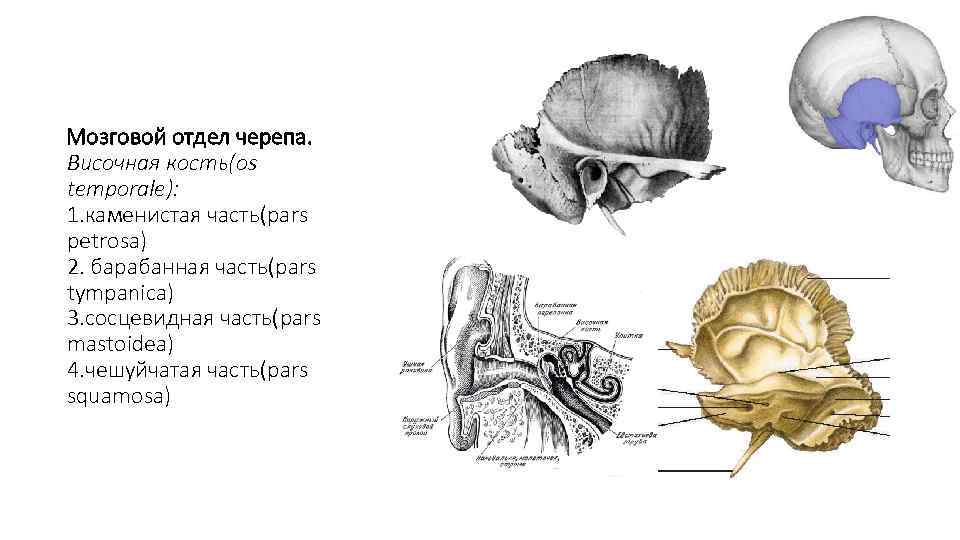 Мозговой отдел черепа. Височная кость(os temporale): 1. каменистая часть(pars petrosa) 2. барабанная часть(pars tympanica)