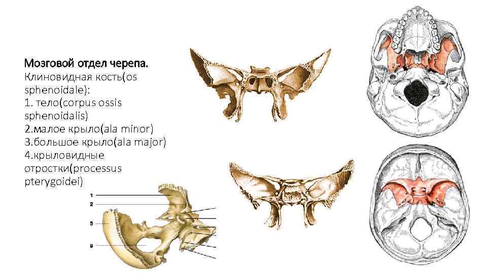 Мозговой отдел черепа. Клиновидная кость(os sphenoidale): 1. тело(corpus ossis sphenoidalis) 2. малое крыло(ala minor)