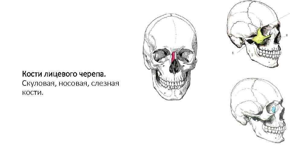 Кости лицевого черепа. Скуловая, носовая, слезная кости. 