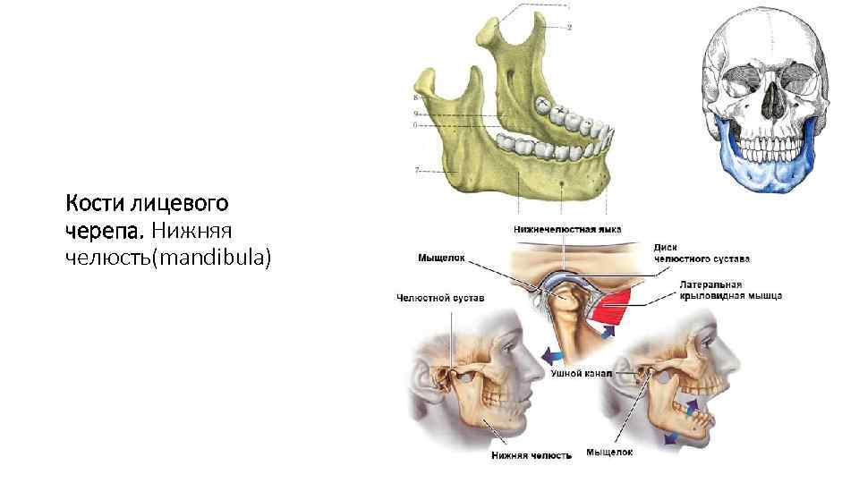 Кости лицевого черепа. Нижняя челюсть(mandibula) 