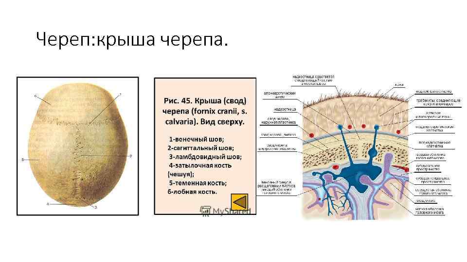 Череп: крыша черепа. 