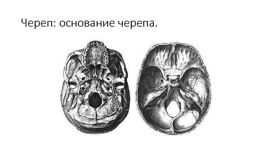 Череп: основание черепа. 