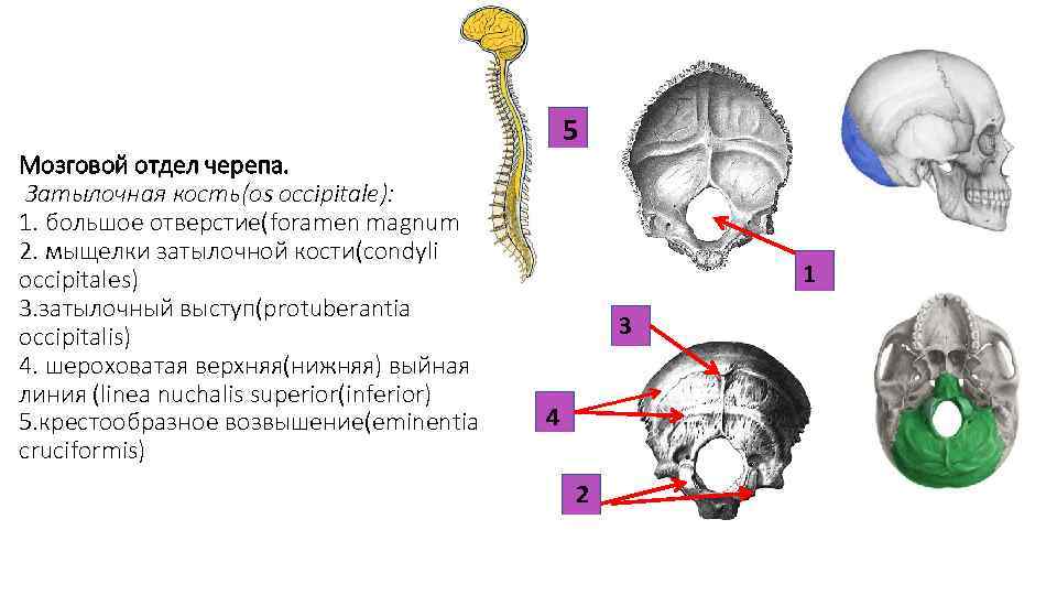 Мозговой отдел черепа. Затылочная кость(os occipitale): 1. большое отверстие(foramen magnum) 2. мыщелки затылочной кости(condyli