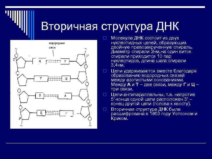 Состоит из 2 цепей нуклеотидов. Вторичная структура ДНК. Фрагмент вторичной структуры ДНК. Стабилизация вторичной структуры ДНК. Вторичная структура ДНК схема.