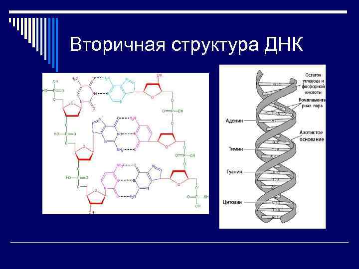 Какого строение молекулы днк. Первичная вторичная третичная структура ДНК схема. Первичная и вторичная структура ДНК. Первичная структура ДНК схема. Строение первичной структуры ДНК связи.