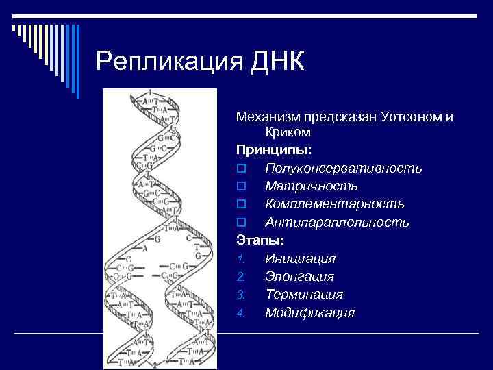 Репликация ДНК Механизм предсказан Уотсоном и Криком Принципы: o Полуконсервативность o Матричность o Комплементарность