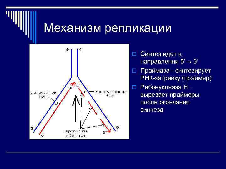Механизм репликации o Синтез идет в направлении 5‘→ 3‘ o Праймаза - синтезирует РНК-затравку
