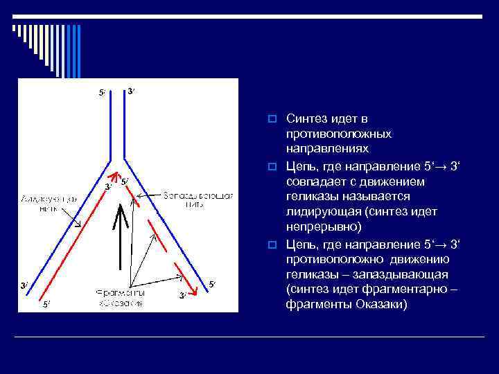 o Синтез идет в противоположных направлениях o Цепь, где направление 5‘→ 3‘ совпадает с