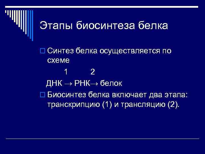 Этапы биосинтеза белка o Синтез белка осуществляется по схеме 1 2 ДНК → РНК→
