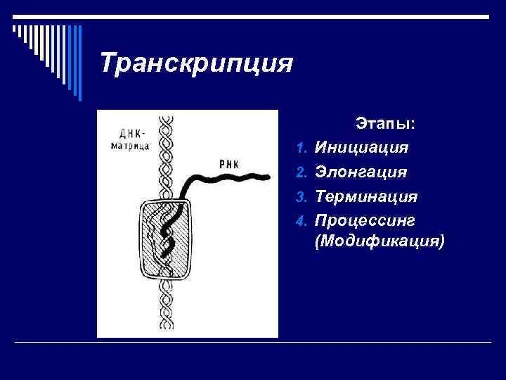 Транскрипция 1. 2. 3. 4. Этапы: Инициация Элонгация Терминация Процессинг (Модификация) 