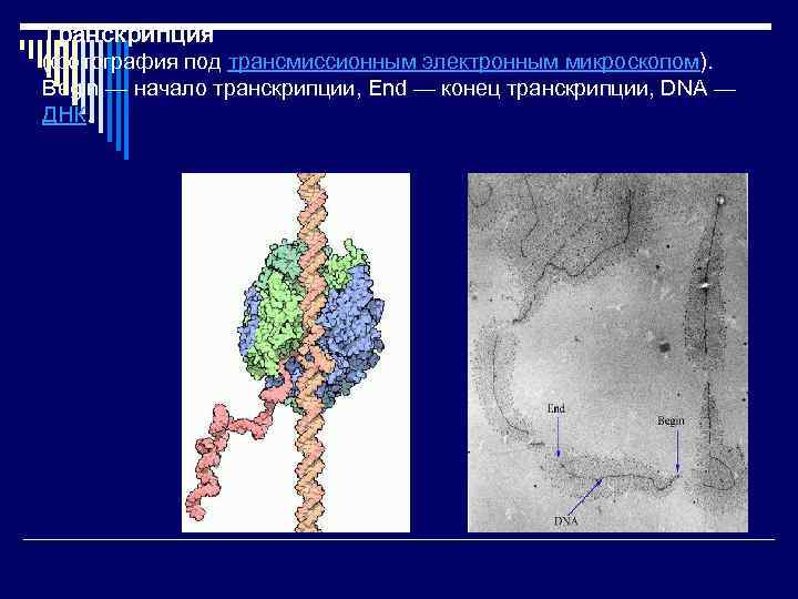 Транскрипция (фотография под трансмиссионным электронным микроскопом). Begin — начало транскрипции, End — конец транскрипции,