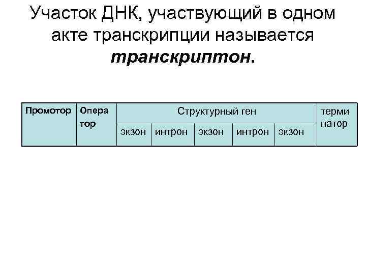 Участок ДНК, участвующий в одном акте транскрипции называется транскриптон. Промотор Опера тор Структурный ген
