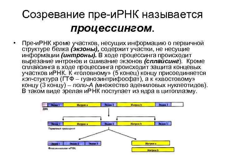 Процессу реализации генетической информации отвечает схема