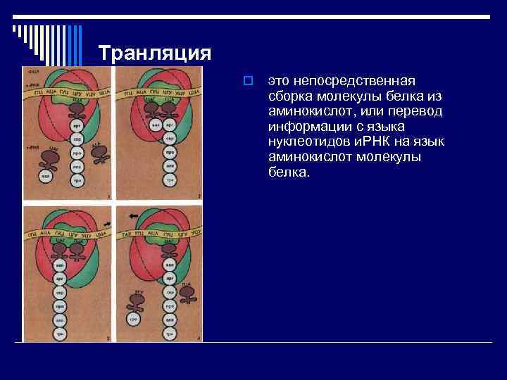 Транляция o это непосредственная сборка молекулы белка из аминокислот, или перевод информации с языка