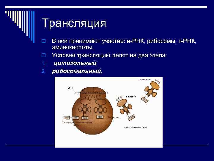 Трансляция o o 1. 2. В ней принимают участие: и-РНК, рибосомы, т-РНК, аминокислоты. Условно