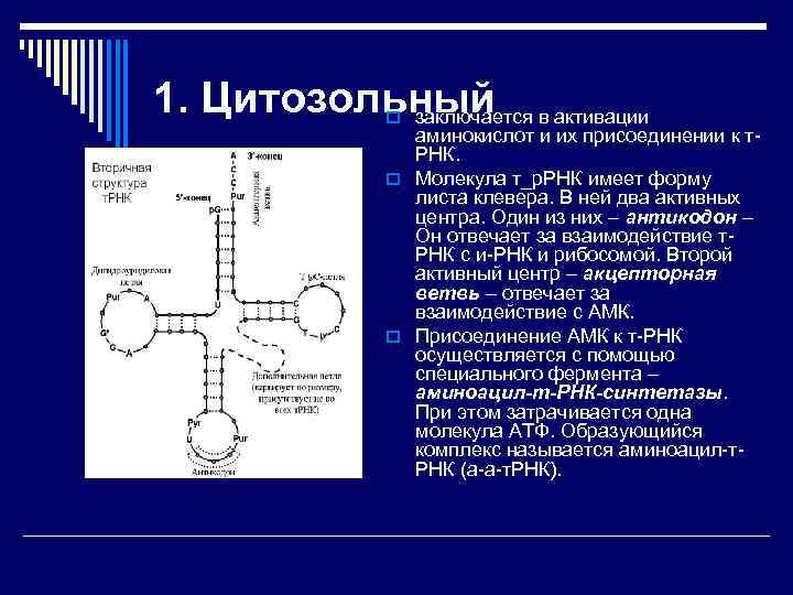 Т в молекула