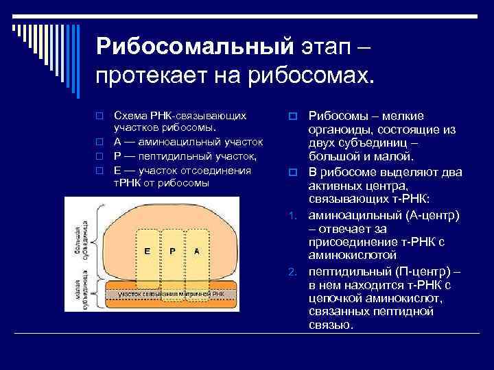 Рибосомальный этап – протекает на рибосомах. Схема РНК-связывающих участков рибосомы. o А — аминоацильный