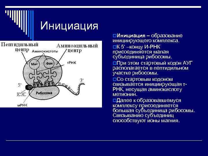 Инициация o. Инициация – образование инициирующего комплекса. o. К 5‘ –концу И-РНК присоединяется малая