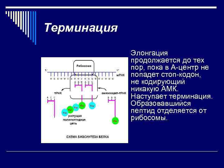 Терминация Элонгация продолжается до тех пор, пока в А-центр не попадет стоп-кодон, не кодирующий