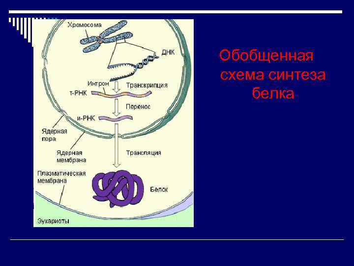 Обобщенная схема синтеза белка 