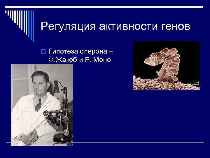 Регуляция активности генов o Гипотеза оперона – Ф. Жакоб и Р. Моно 