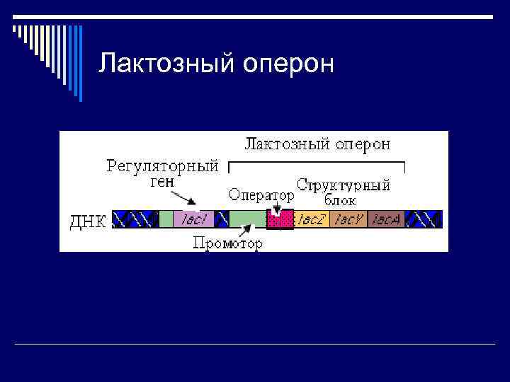 Лактозный оперон 