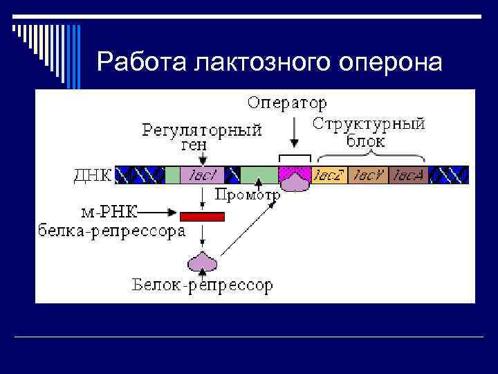 Гипотеза жакоба и моно