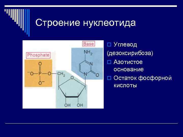 В состав нуклеотида входит азотистое основание. Строение нуклеотида. Строение нуклеотида остаток фосфорной кислоты. Дезоксирибоза в структуре нуклеотида. Структура нуклеотида.