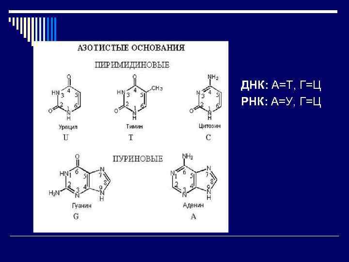 ДНК: А=Т, Г=Ц РНК: А=У, Г=Ц 