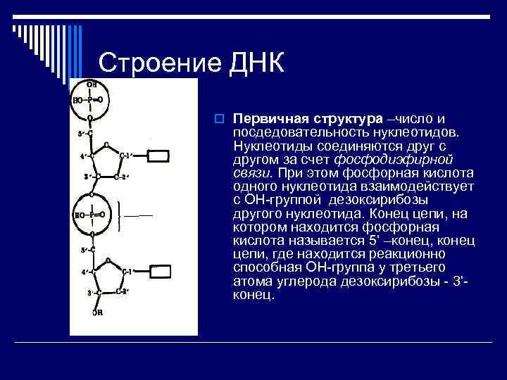 Структура числа