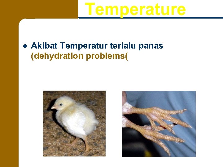 Temperature l Akibat Temperatur terlalu panas (dehydration problems( 