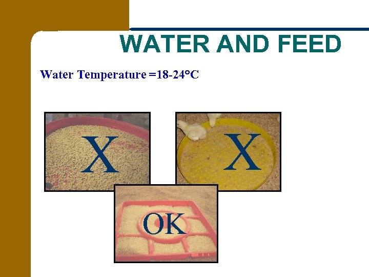 WATER AND FEED Water Temperature =18 -24°C X X OK 