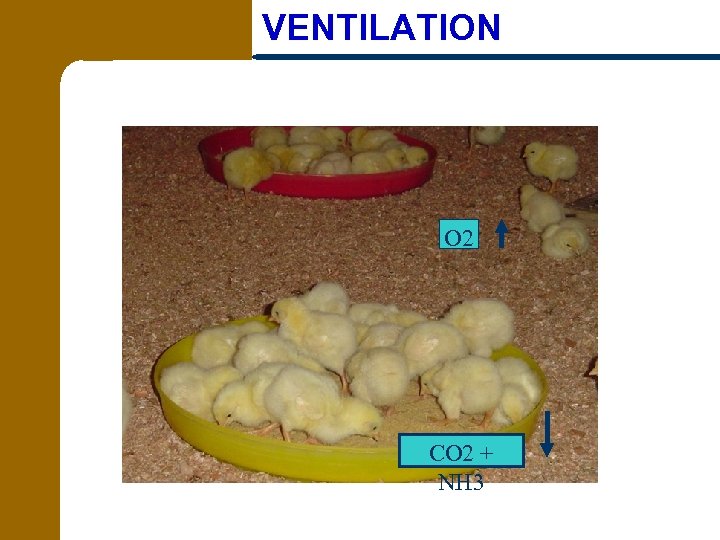 VENTILATION O 2 CO 2 + NH 3 