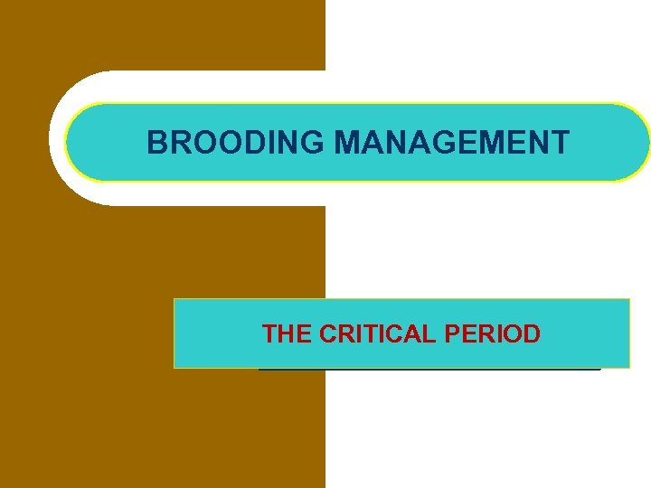 BROODING MANAGEMENT THE CRITICAL PERIOD 