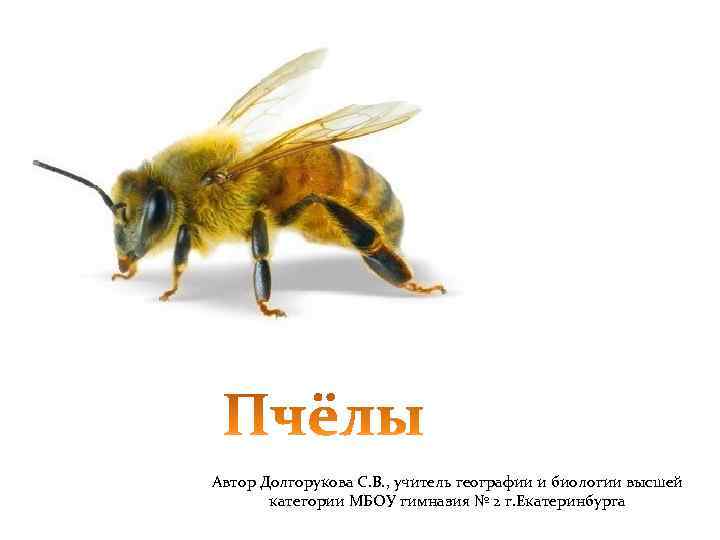 Автор Долгорукова С. В. , учитель географии и биологии высшей категории МБОУ гимназия №