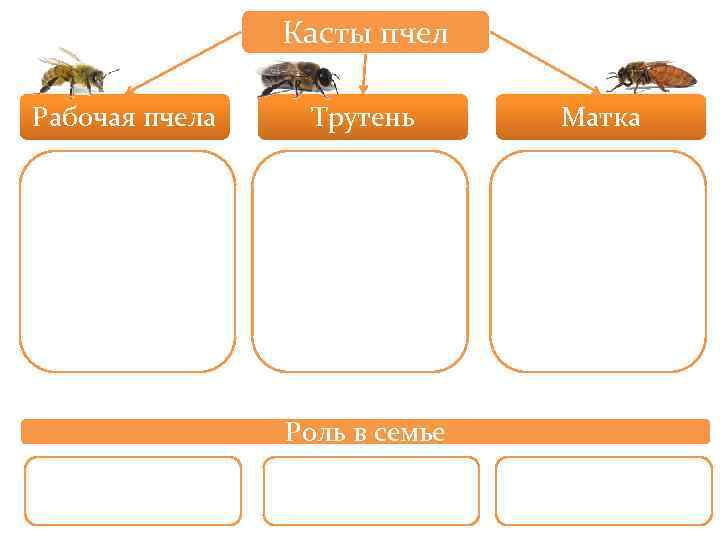 Касты пчел Рабочая пчела Трутень Роль в семье Матка 